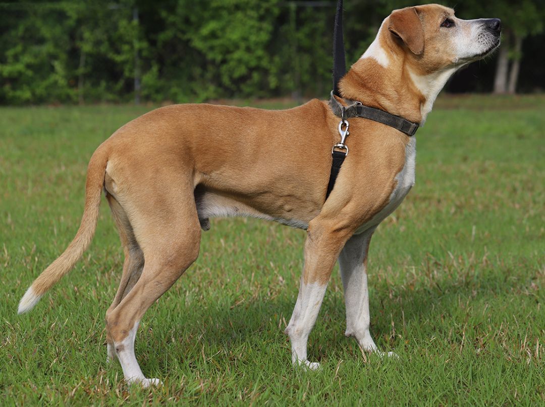 Walter, an adoptable Hound in North Fort Myers, FL, 33917 | Photo Image 3