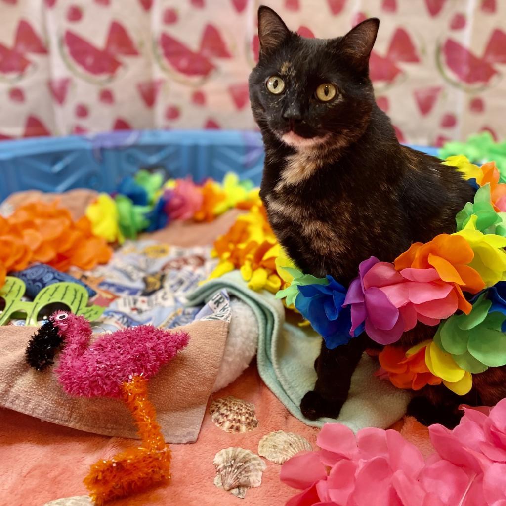 Emmalee, an adoptable Domestic Short Hair in Kanab, UT, 84741 | Photo Image 1