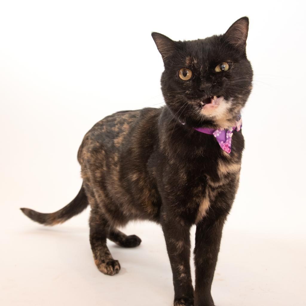 Emmalee, an adoptable Domestic Short Hair in Kanab, UT, 84741 | Photo Image 1