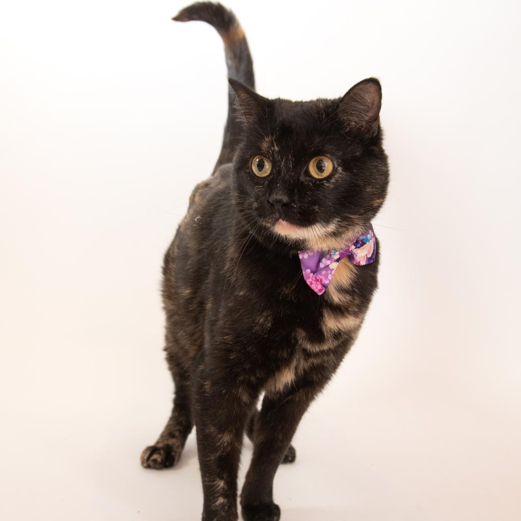 Emmalee, an adoptable Domestic Short Hair in Kanab, UT, 84741 | Photo Image 3