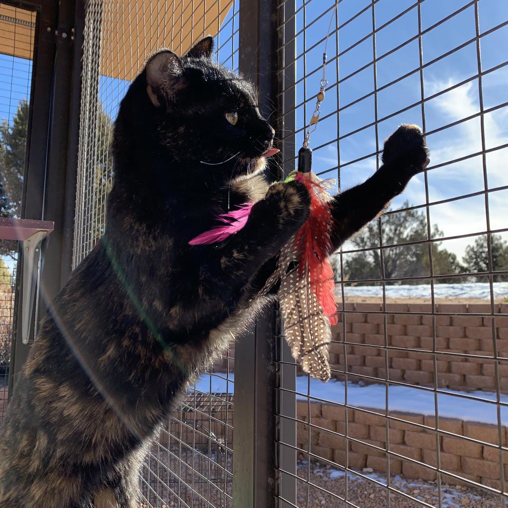 Emmalee, an adoptable Domestic Short Hair in Kanab, UT, 84741 | Photo Image 5