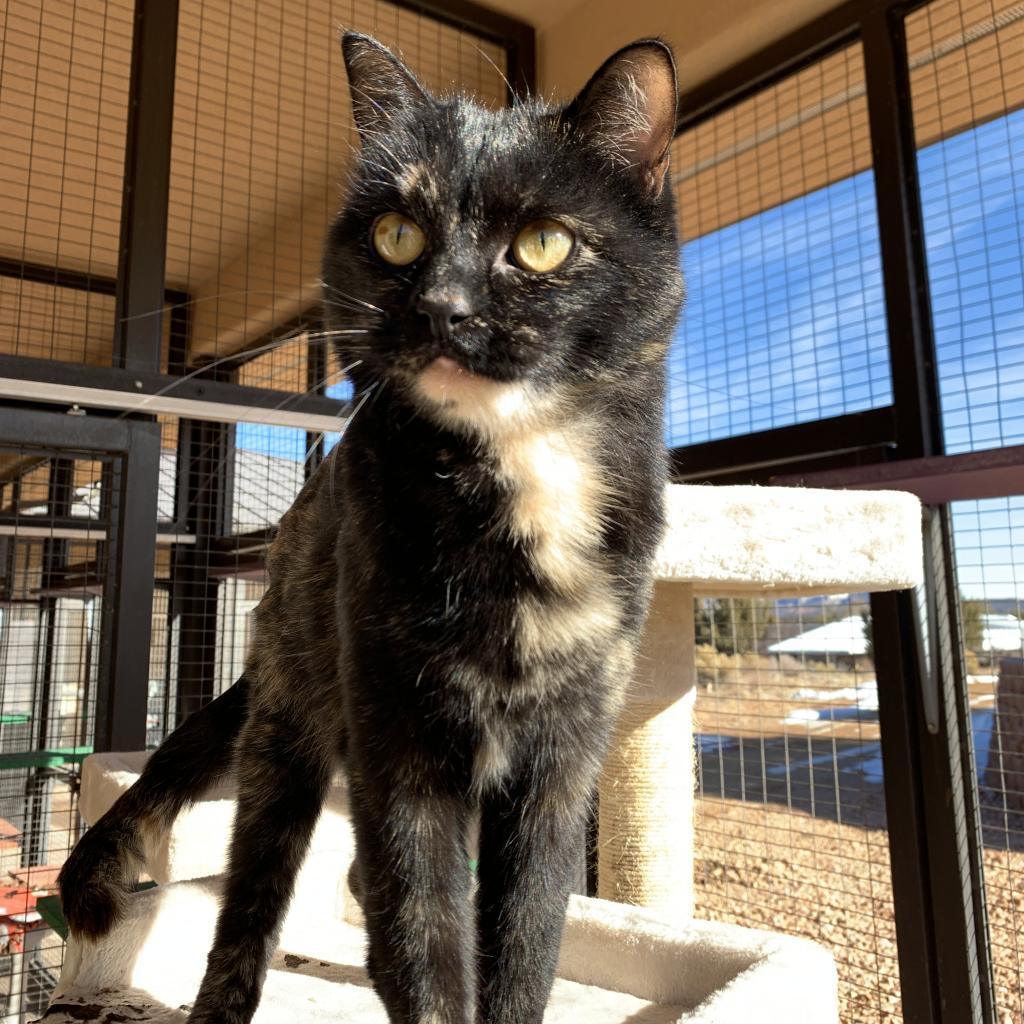 Emmalee, an adoptable Domestic Short Hair in Kanab, UT, 84741 | Photo Image 6