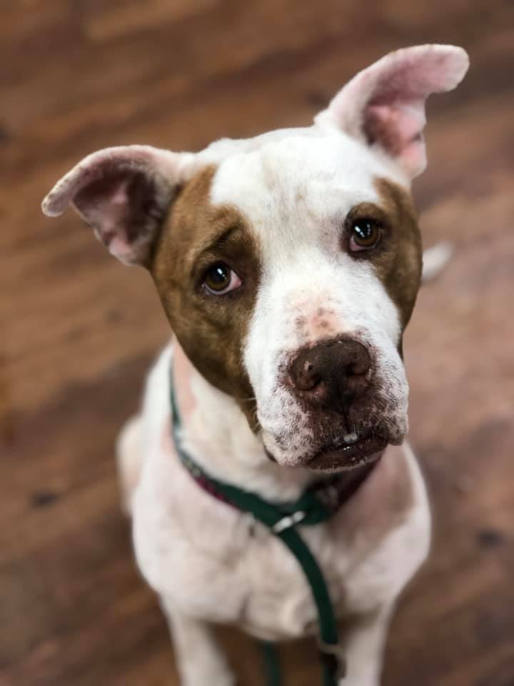 Elliot, an adoptable Terrier Mix in Lake Odessa, MI