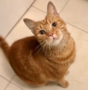 . Tigger .