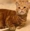 . Tigger .