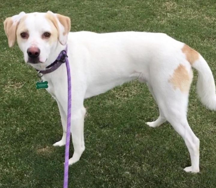 american foxhound yellow lab mix