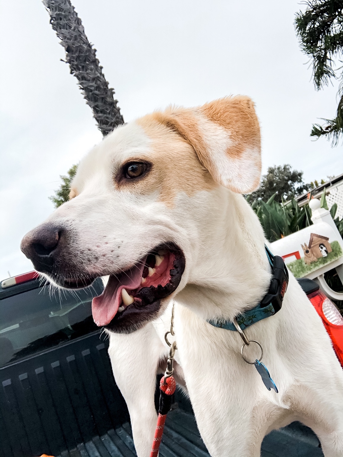 Ben, an adoptable Labrador Retriever, Foxhound in Newport Beach, CA, 92660 | Photo Image 4