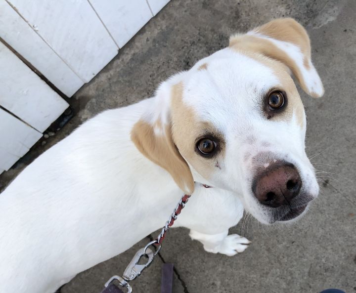 Labrador foxhound hot sale mix