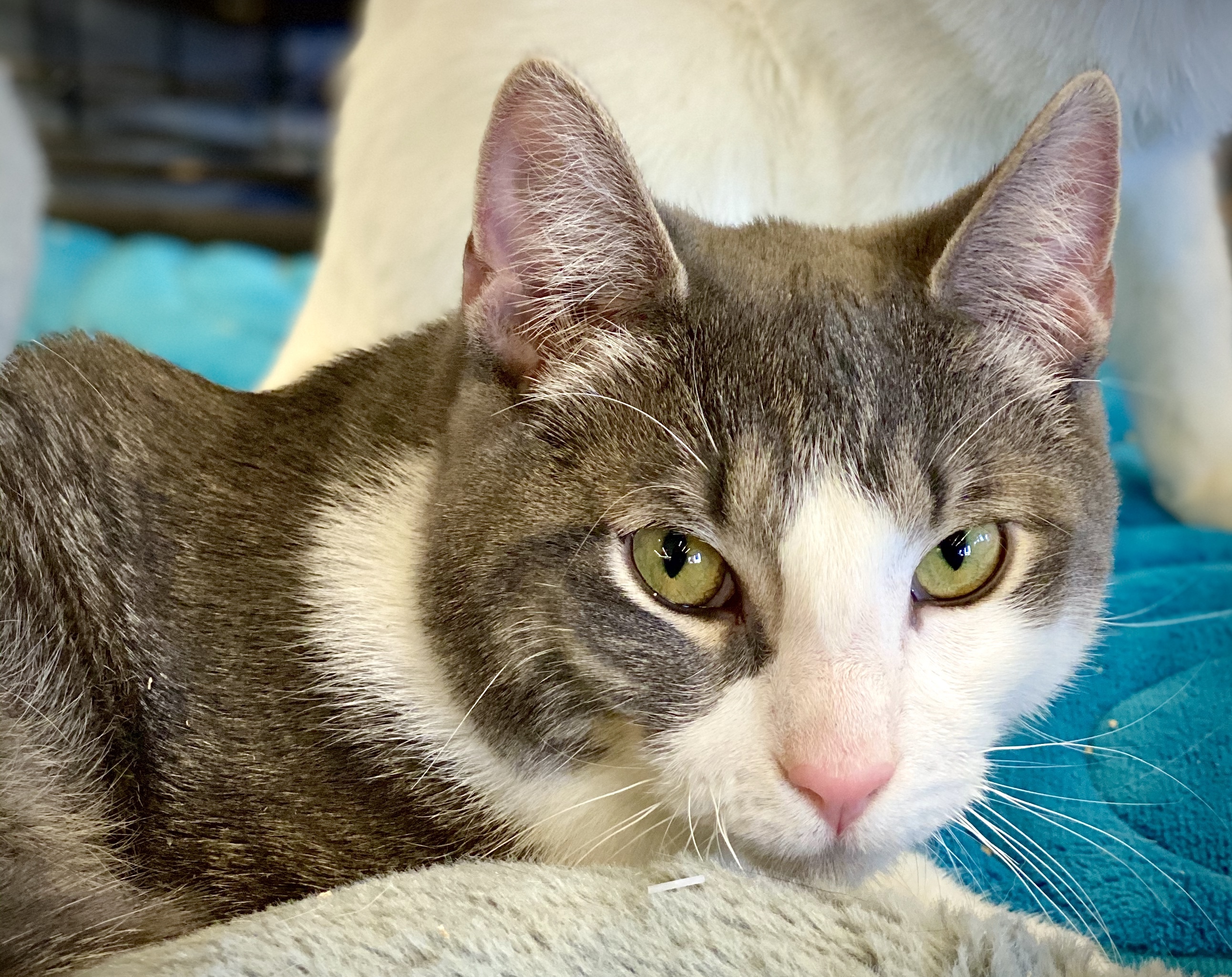 Joey T, an adoptable Domestic Short Hair in Wayne, NJ, 07470 | Photo Image 1