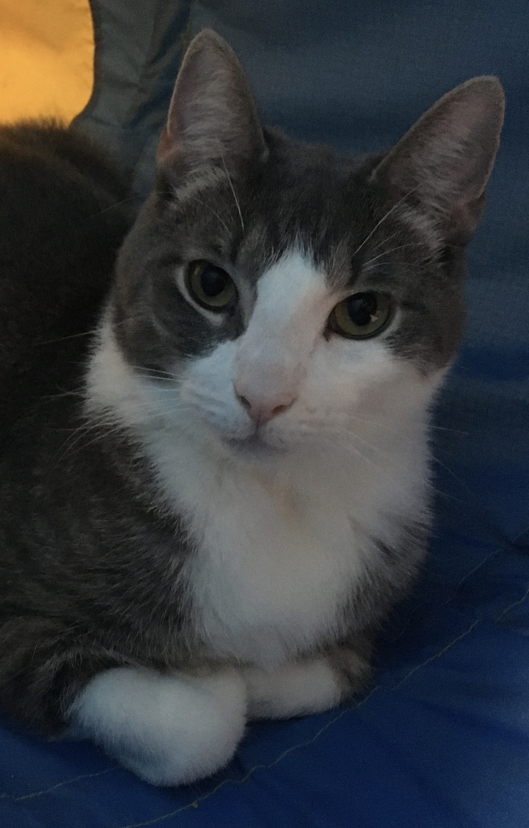 Joey T, an adoptable Domestic Short Hair in Wayne, NJ, 07470 | Photo Image 5