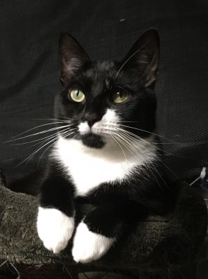 Phoebe B, Adult Female unknown