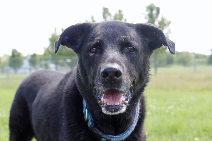 Jazzie, an adoptable Labrador Retriever Mix in Lake Odessa, MI