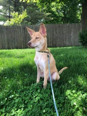 . Opie .