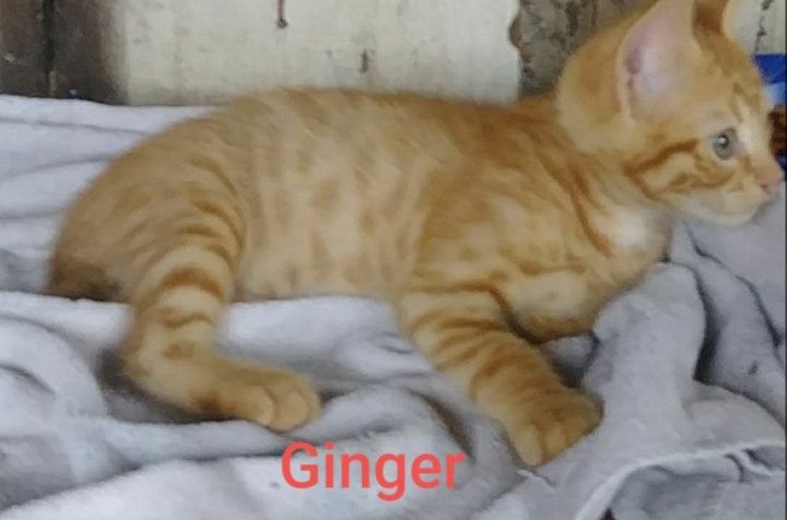 Cat For Adoption Ginger A Domestic Medium Hair In Okemah Ok
