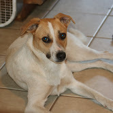 Dallas, an adoptable German Shepherd Dog in San Diego, CA, 92172 | Photo Image 1