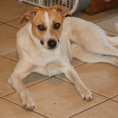 Dallas, an adoptable German Shepherd Dog in San Diego, CA, 92172 | Photo Image 2