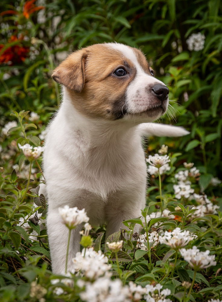 Dallas, an adoptable German Shepherd Dog in San Diego, CA, 92172 | Photo Image 4