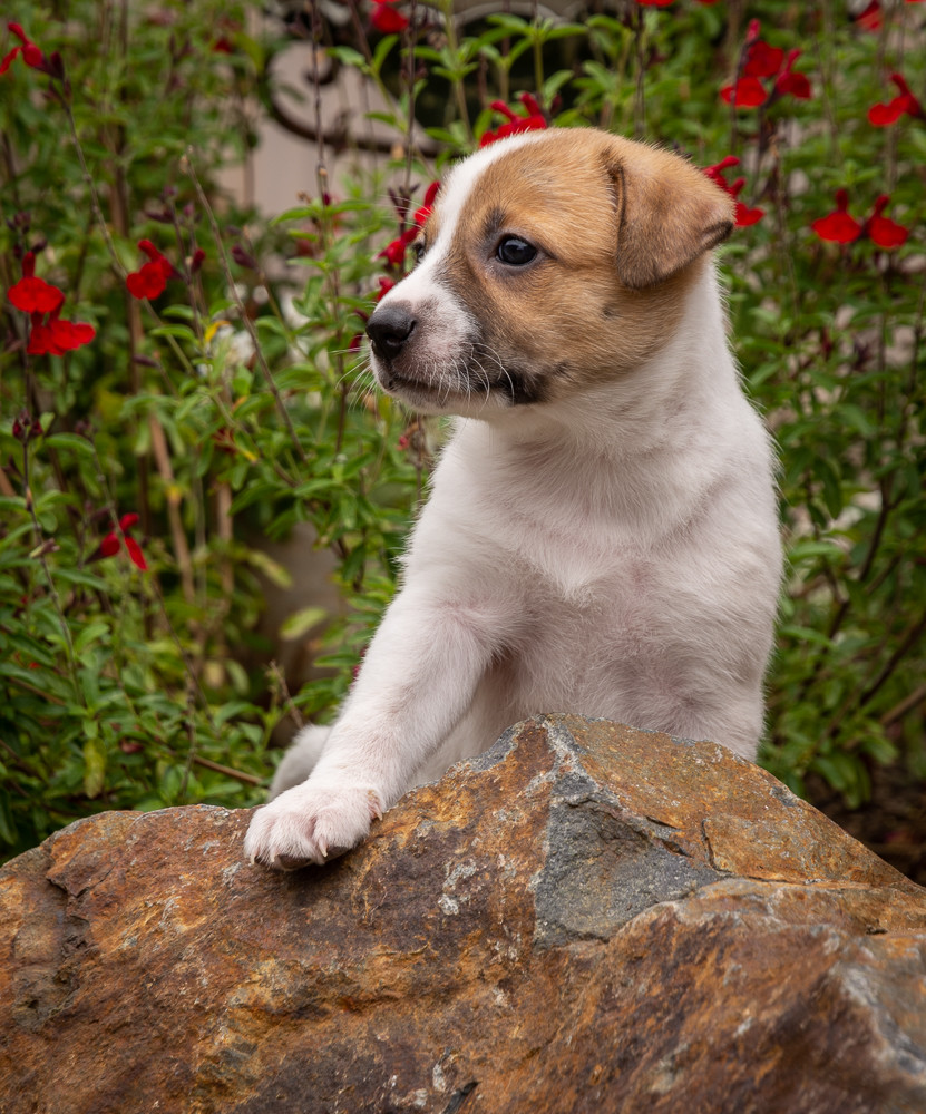 Dallas, an adoptable German Shepherd Dog in San Diego, CA, 92172 | Photo Image 5