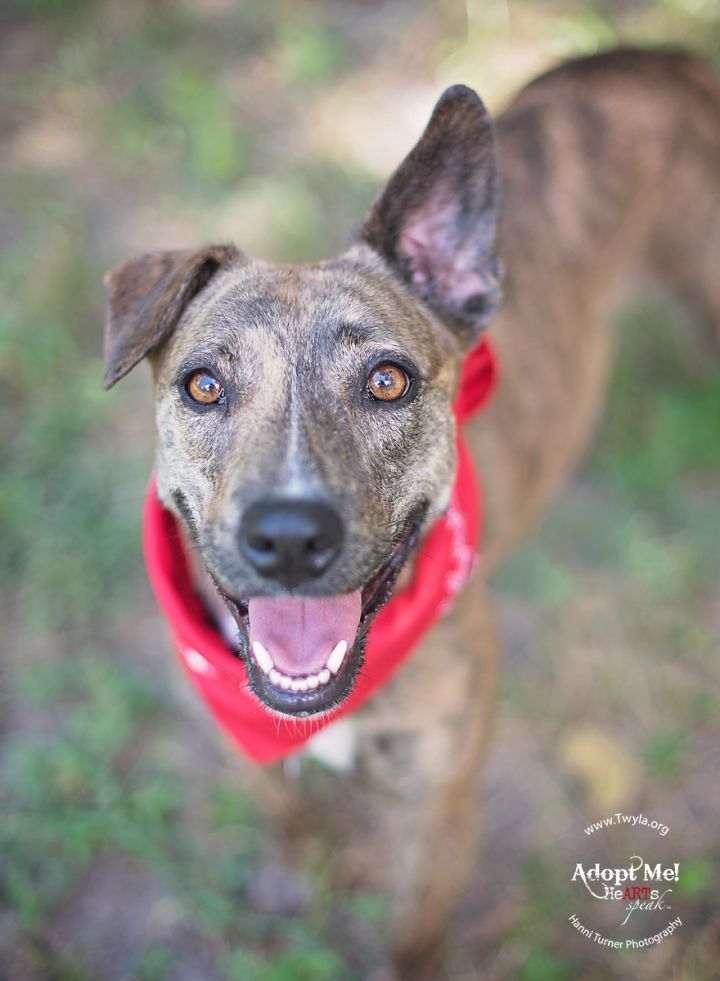 Bailey, an adopted Whippet & Labrador Retriever Mix in Kingwood, TX_image-1