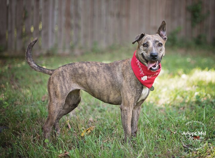 Bailey, an adopted Whippet & Labrador Retriever Mix in Kingwood, TX_image-3