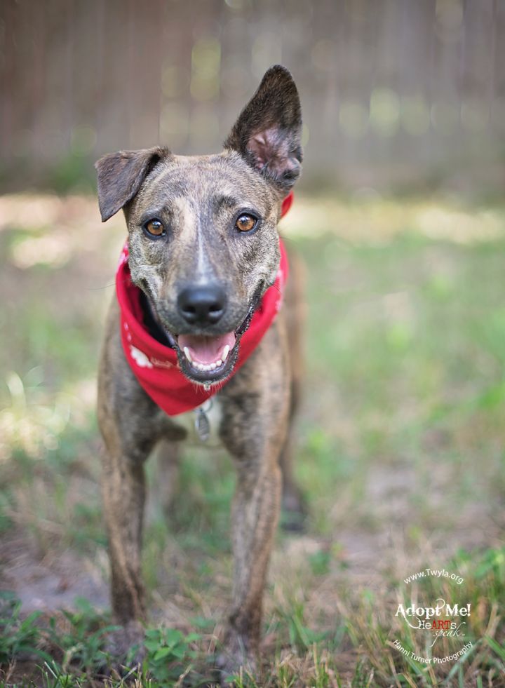 Bailey, an adopted Whippet & Labrador Retriever Mix in Kingwood, TX_image-5