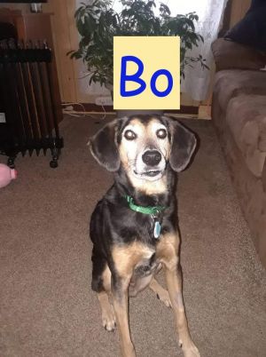 Bo
