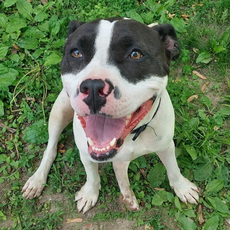 Fletcher, an adoptable Pit Bull Terrier in Martinsville, IN, 46151 | Photo Image 3