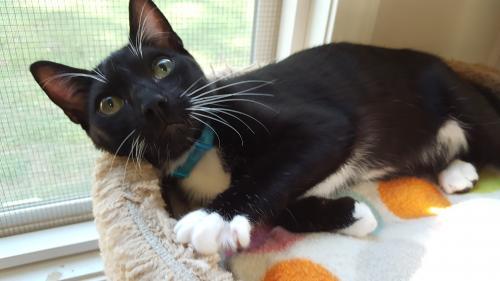 Nocturne, an adopted Tuxedo & Domestic Short Hair Mix in Hampstead, NC_image-2
