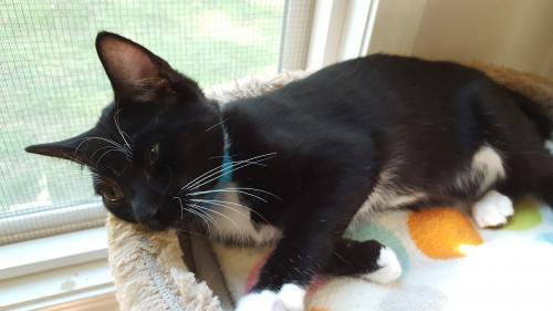 Nocturne, an adopted Tuxedo & Domestic Short Hair Mix in Hampstead, NC_image-4
