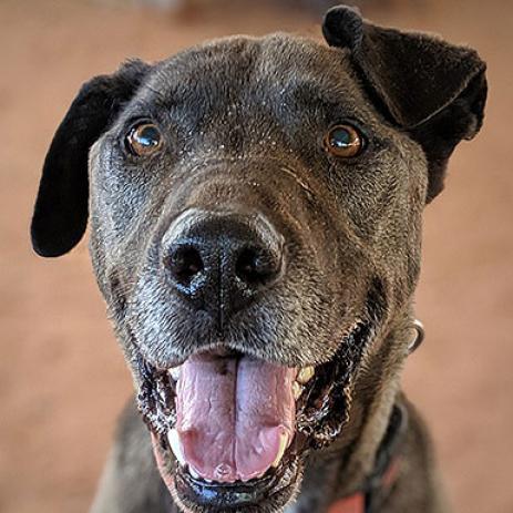 Watts, an adoptable Labrador Retriever, American Staffordshire Terrier in Kanab, UT, 84741 | Photo Image 1