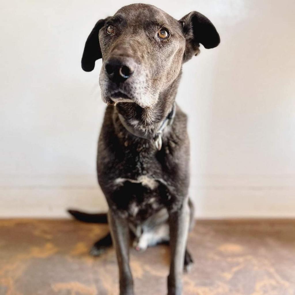 Watts, an adoptable Labrador Retriever, American Staffordshire Terrier in Kanab, UT, 84741 | Photo Image 3