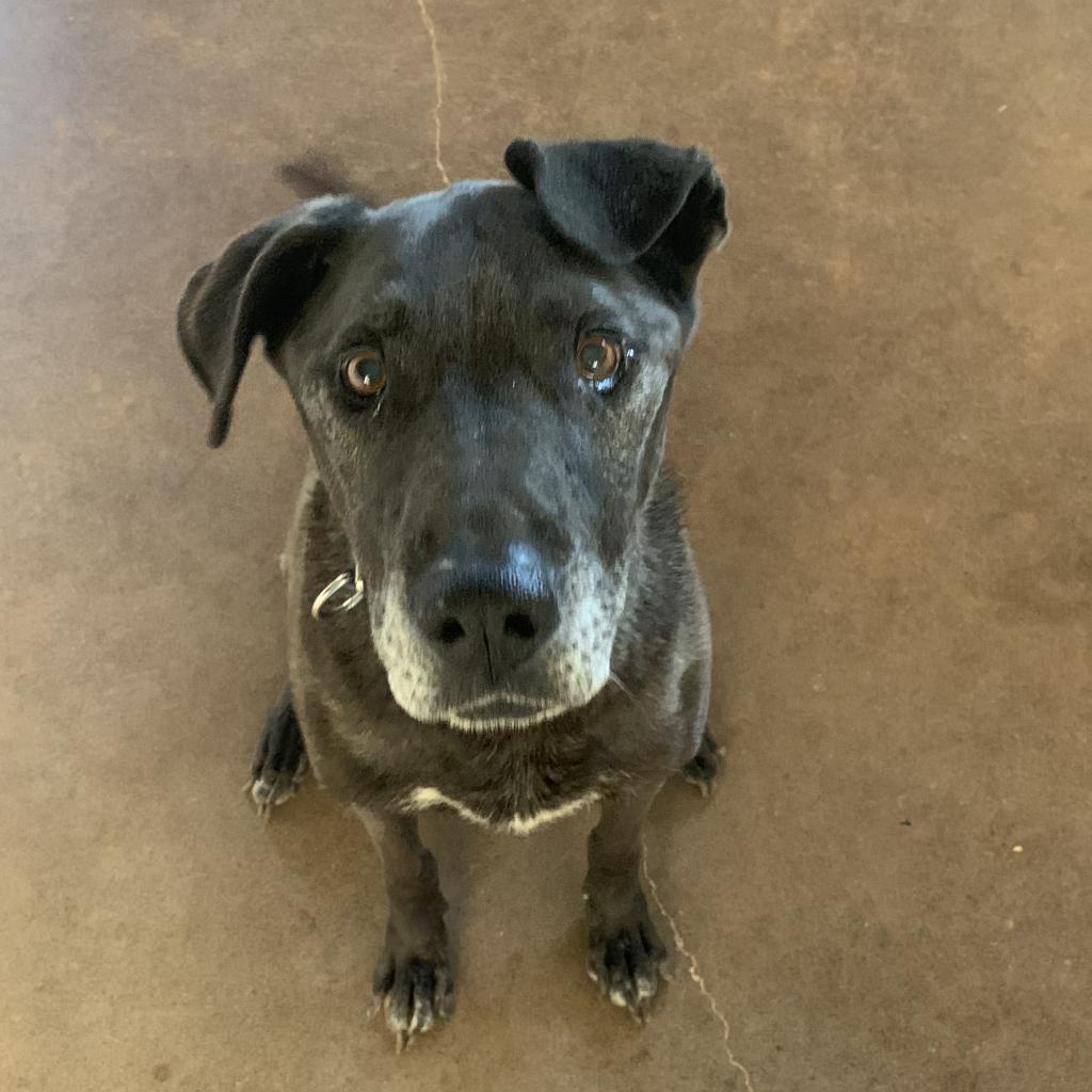 Watts, an adoptable Labrador Retriever, American Staffordshire Terrier in Kanab, UT, 84741 | Photo Image 4