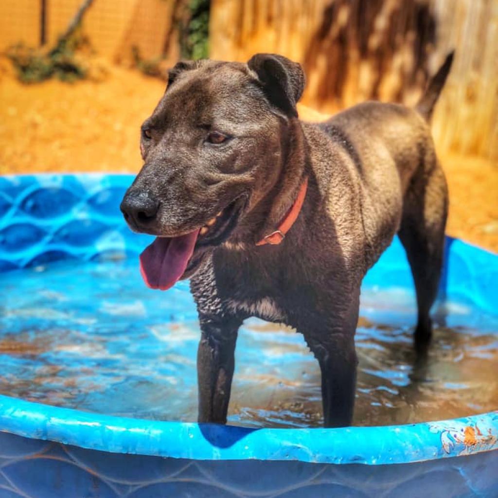 Watts, an adoptable Labrador Retriever, American Staffordshire Terrier in Kanab, UT, 84741 | Photo Image 5