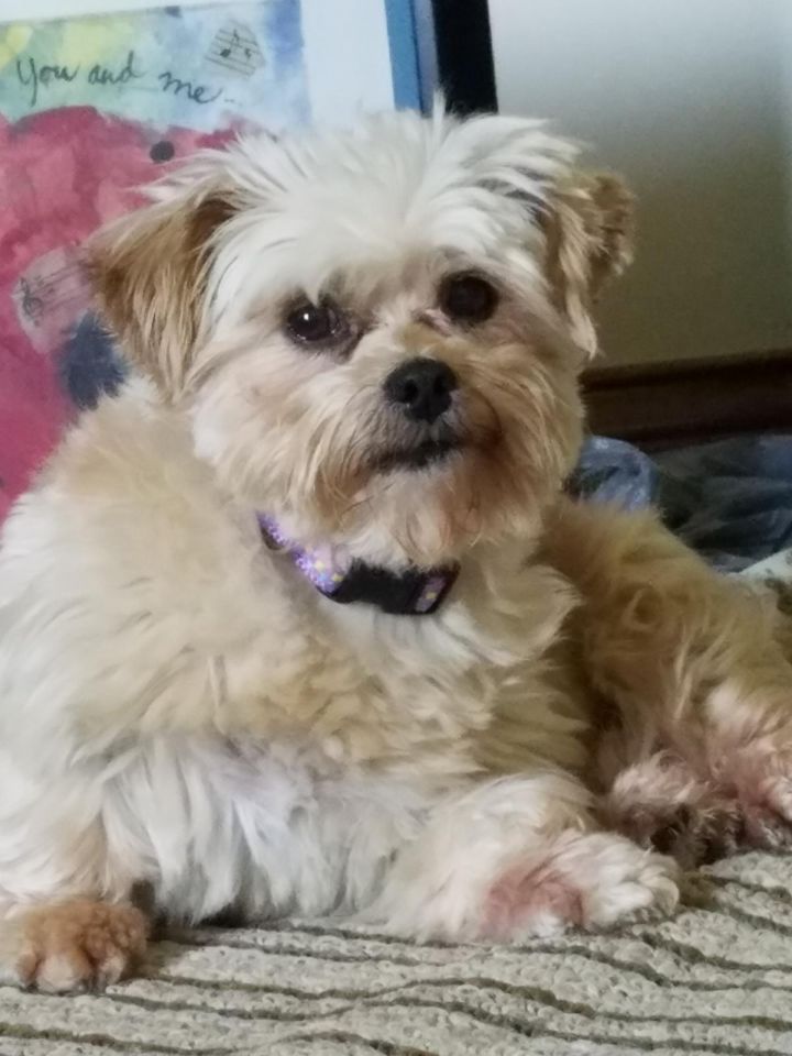 Dog For Adoption Phoebe A Shih Tzu Maltese Mix In Louisville