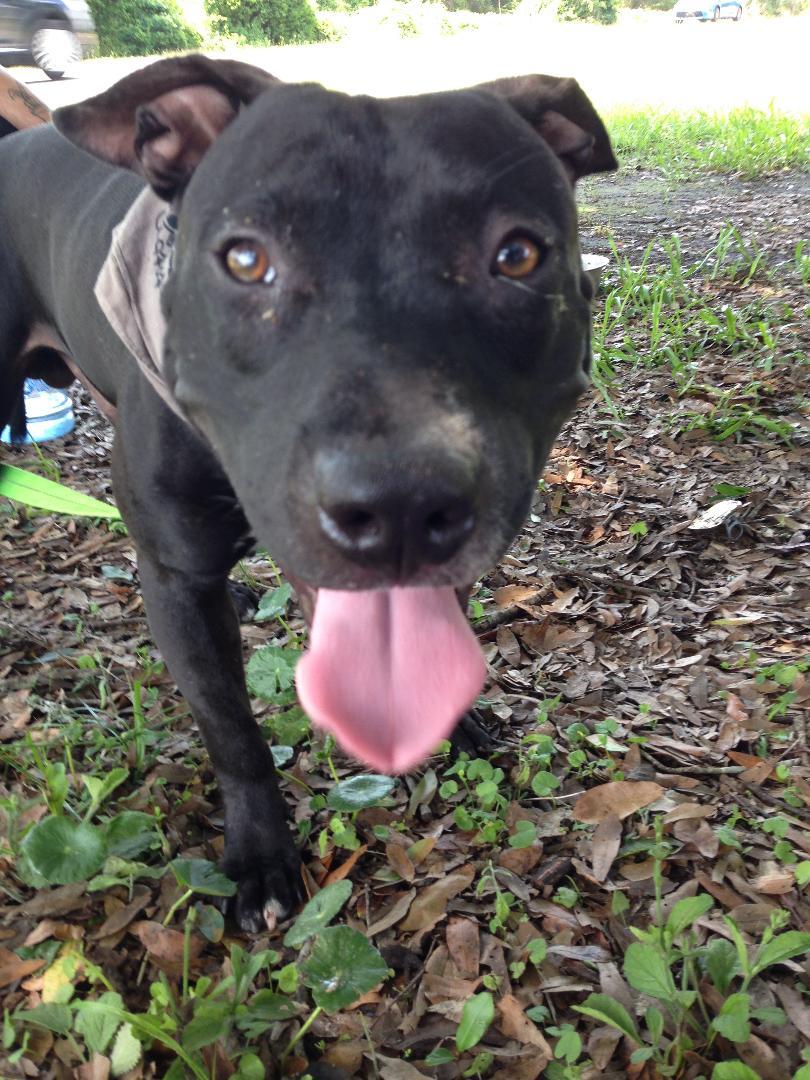 Nick, an adoptable Pit Bull Terrier in Jacksonville, FL, 32226 | Photo Image 2