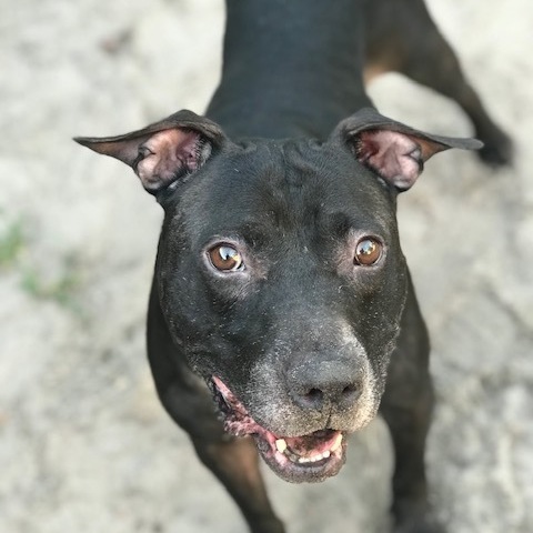 Nick, an adoptable Pit Bull Terrier in Jacksonville, FL, 32226 | Photo Image 1