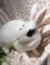 Dottie photo 2