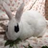 Dottie photo 3