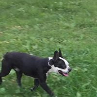 Quigley, an adoptable Boston Terrier in Paragould, AR, 72450 | Photo Image 2