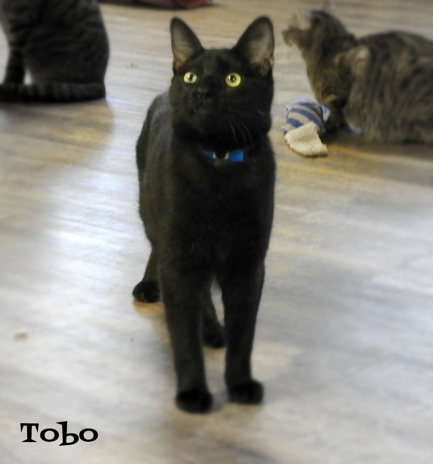 Tobo, an adoptable Domestic Short Hair in Macon, GA, 31220 | Photo Image 3
