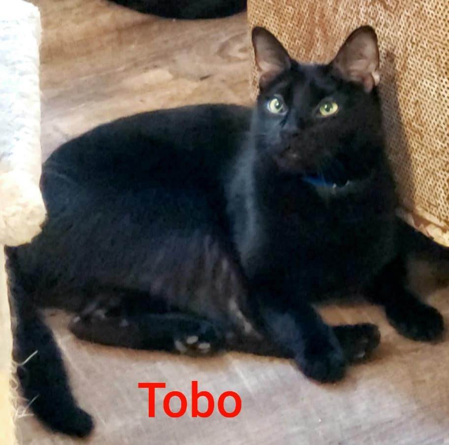 Tobo, an adoptable Domestic Short Hair in Macon, GA, 31220 | Photo Image 1