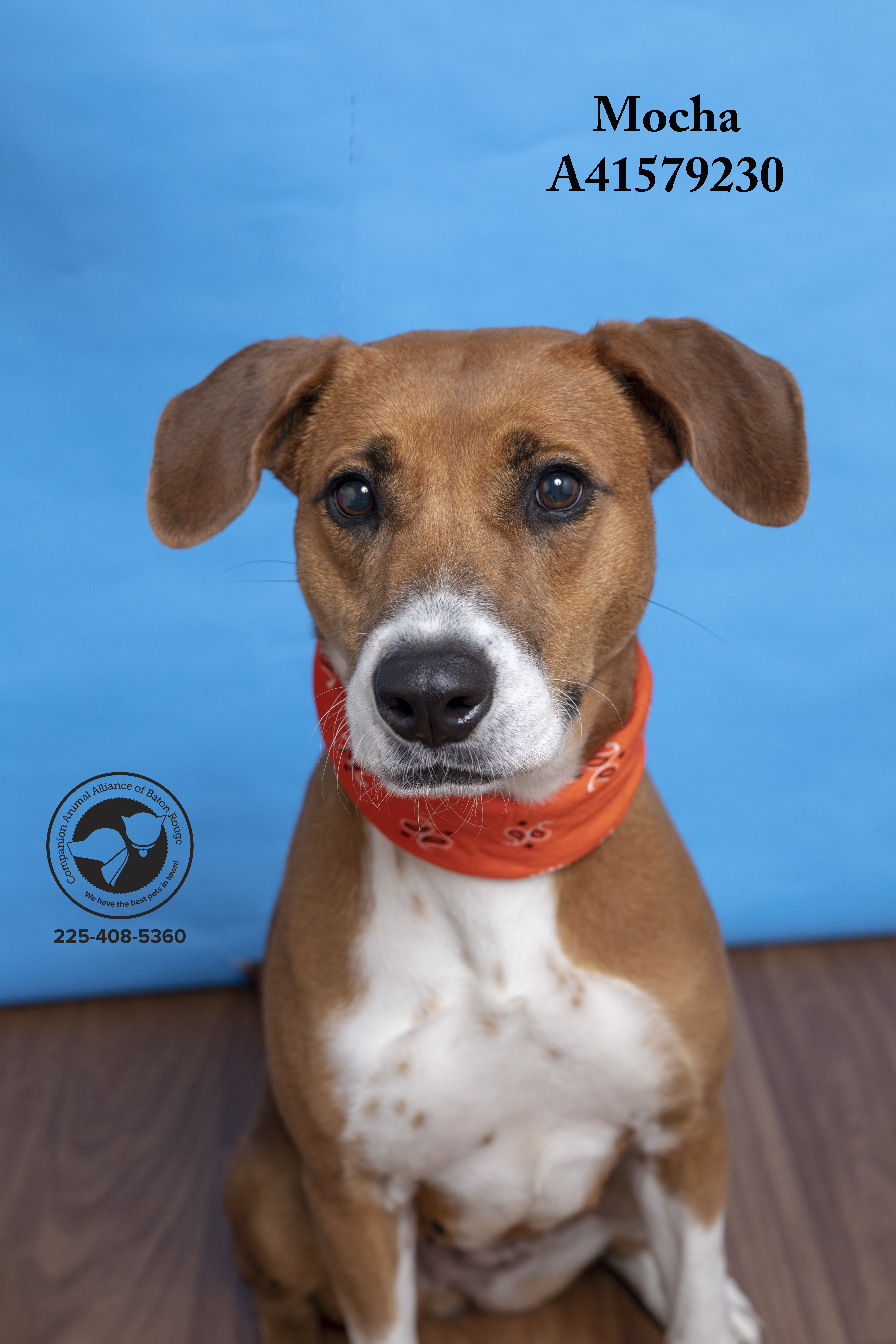 Mocha (146526) (In a Foster Home), an adoptable Hound in Baton Rouge, LA, 70820 | Photo Image 2