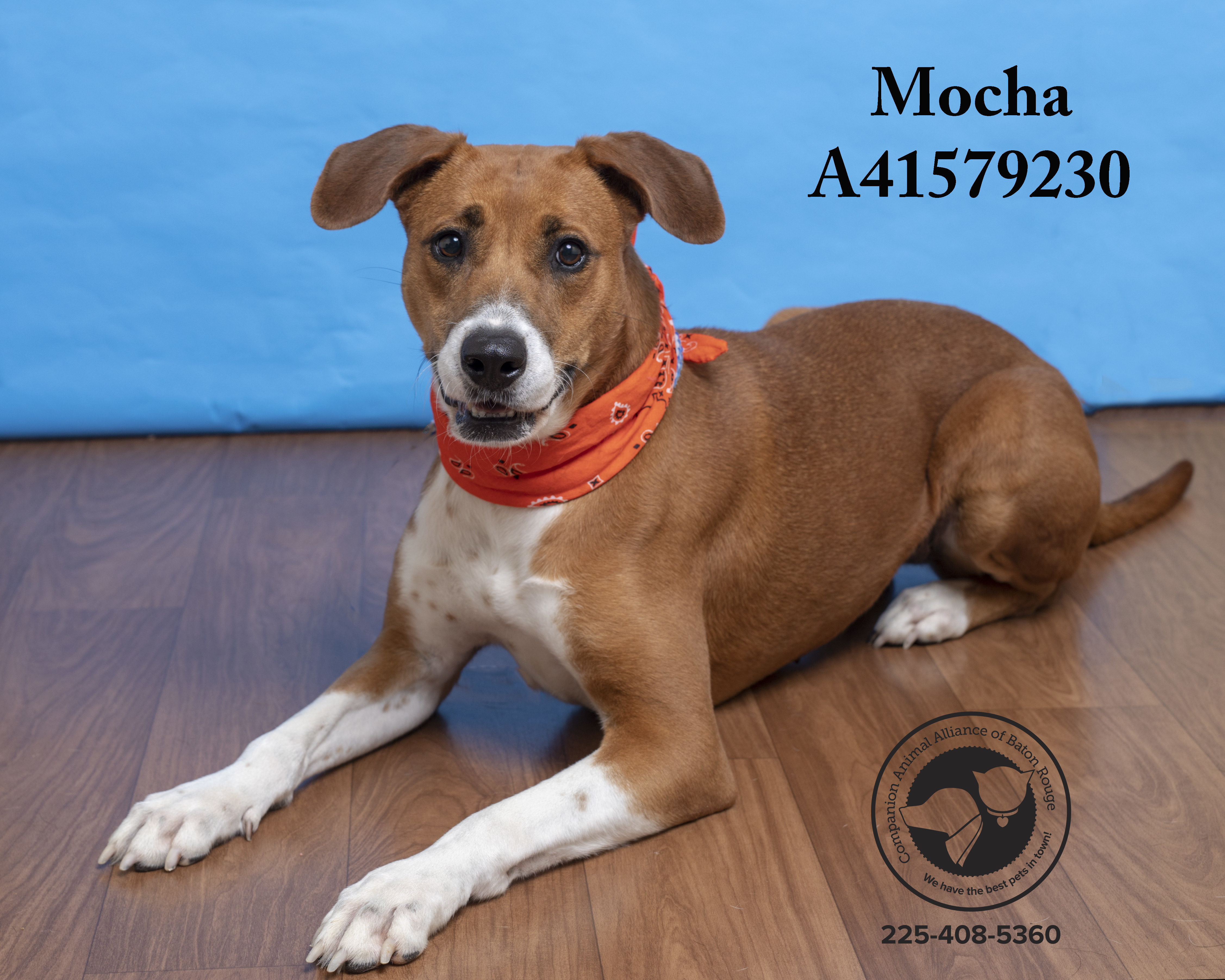 Mocha (146526) (In a Foster Home), an adoptable Hound in Baton Rouge, LA, 70820 | Photo Image 4