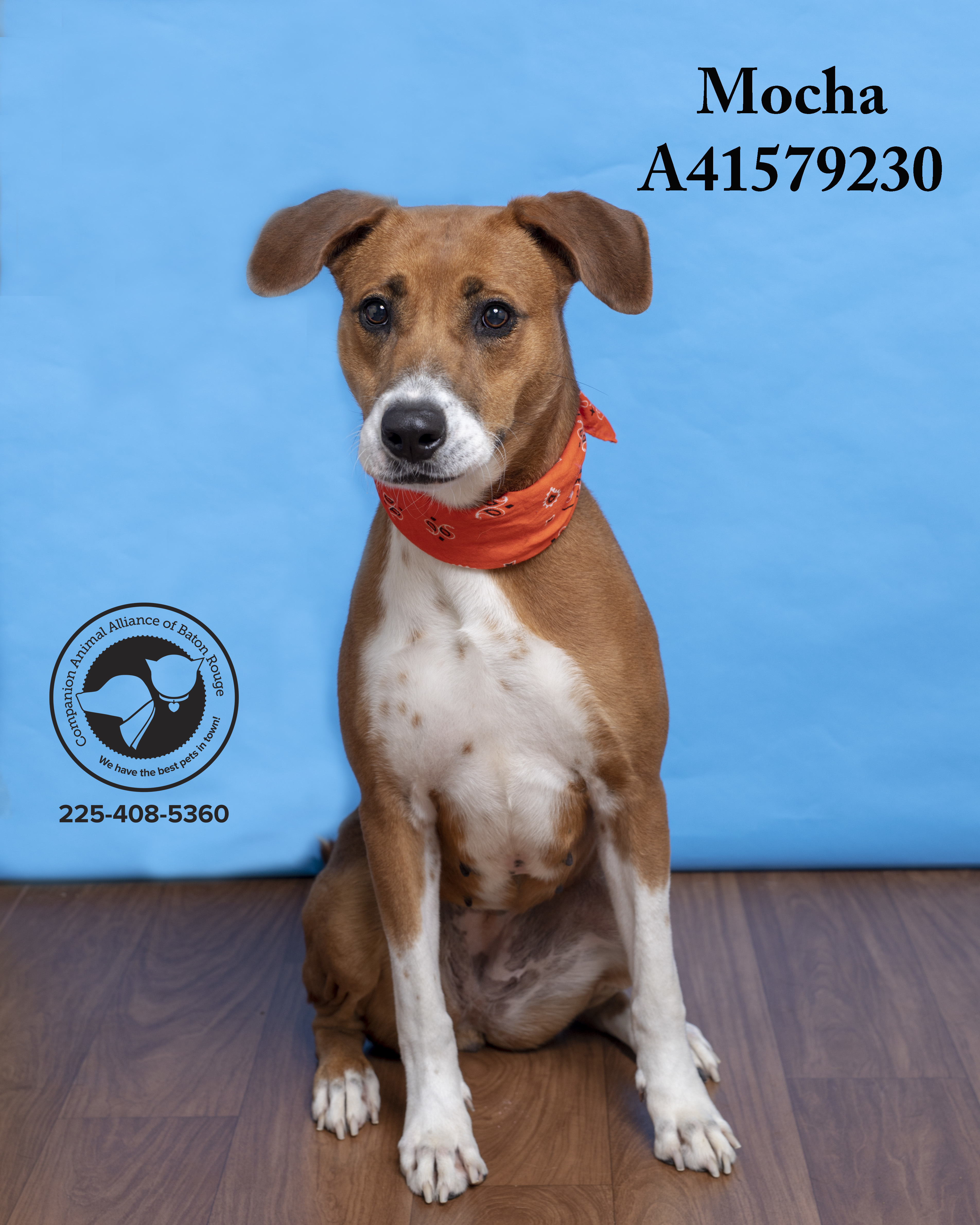 Mocha (146526) (In a Foster Home), an adoptable Hound in Baton Rouge, LA, 70820 | Photo Image 5