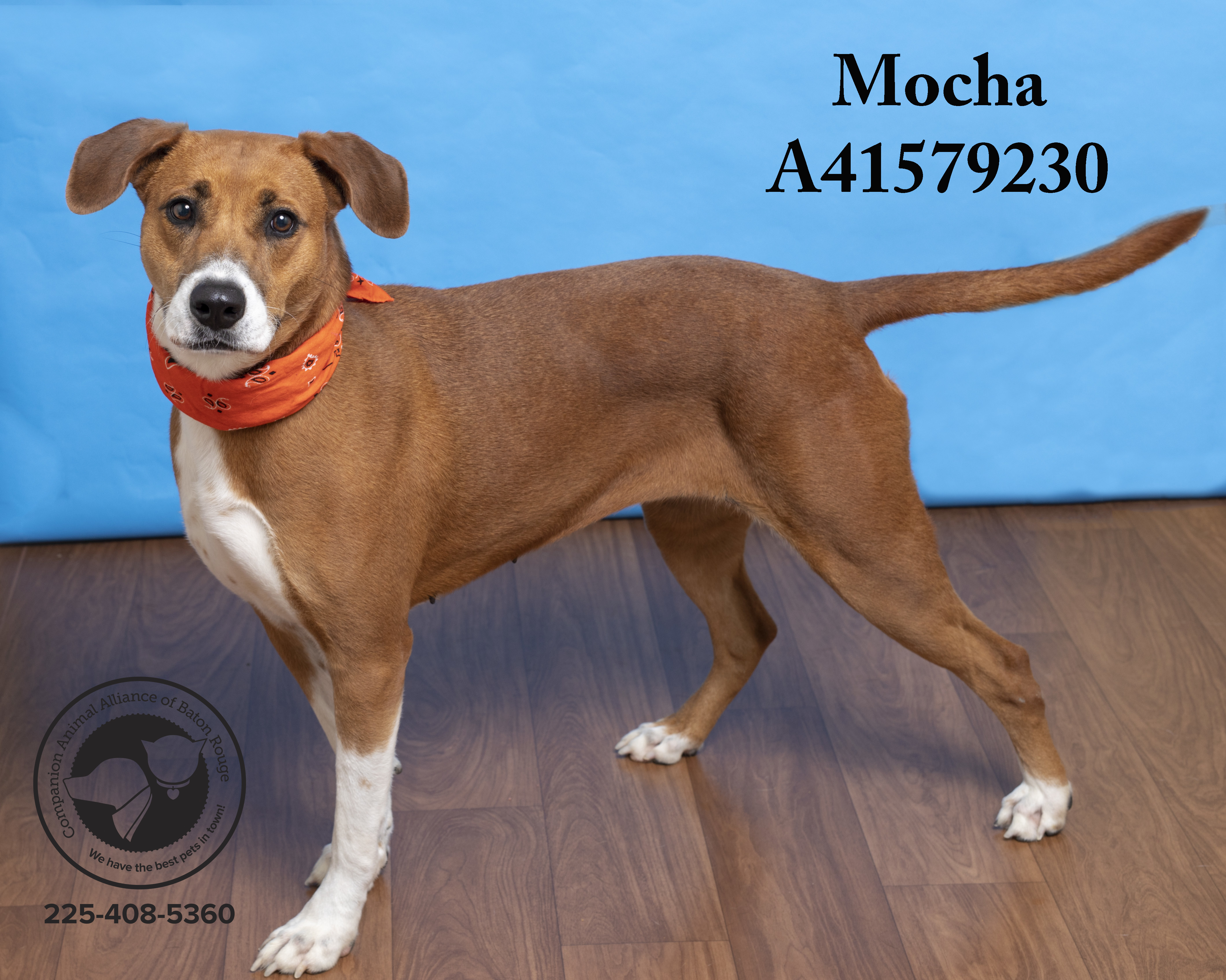 Mocha (146526) (In a Foster Home), an adoptable Hound in Baton Rouge, LA, 70820 | Photo Image 6