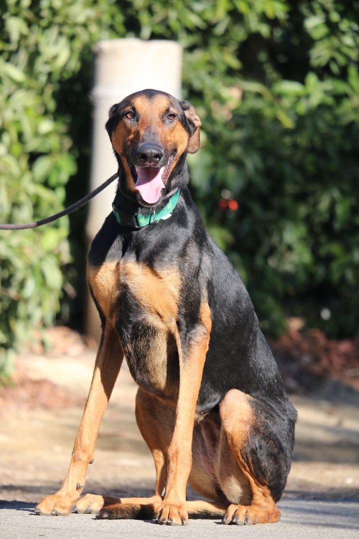 doberman greyhound mix