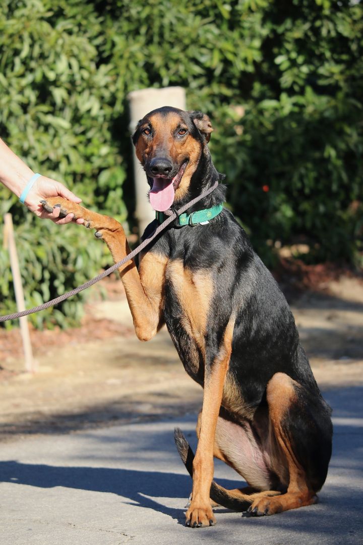 doberman greyhound mix