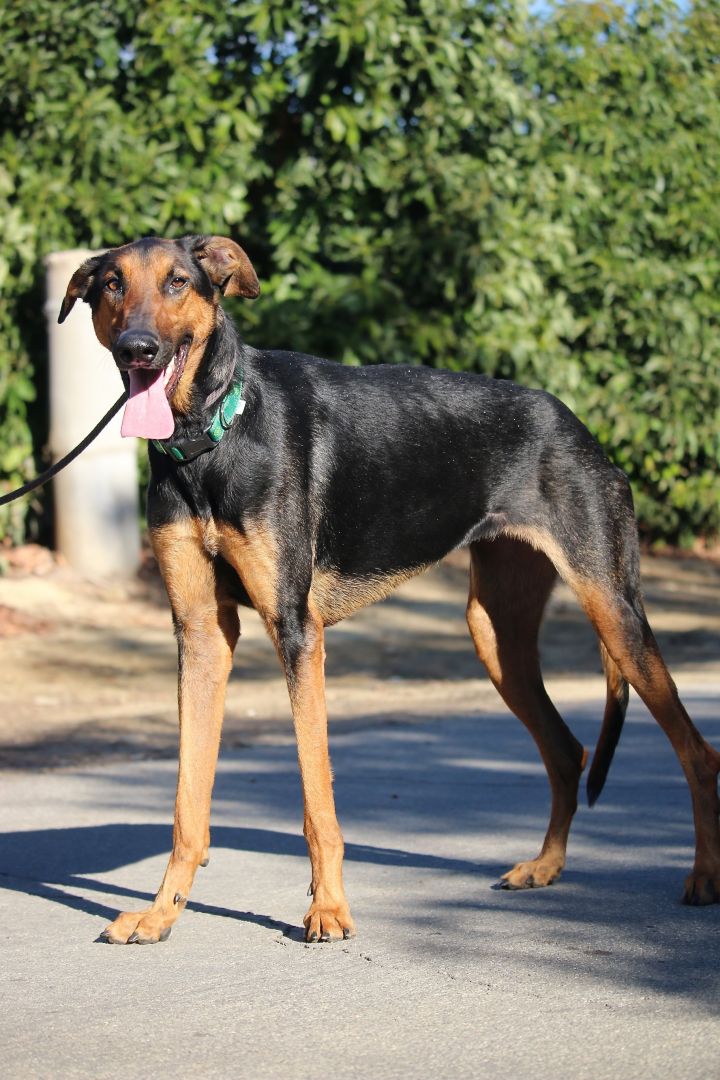 doberman greyhound mix dog pinscher scarlett