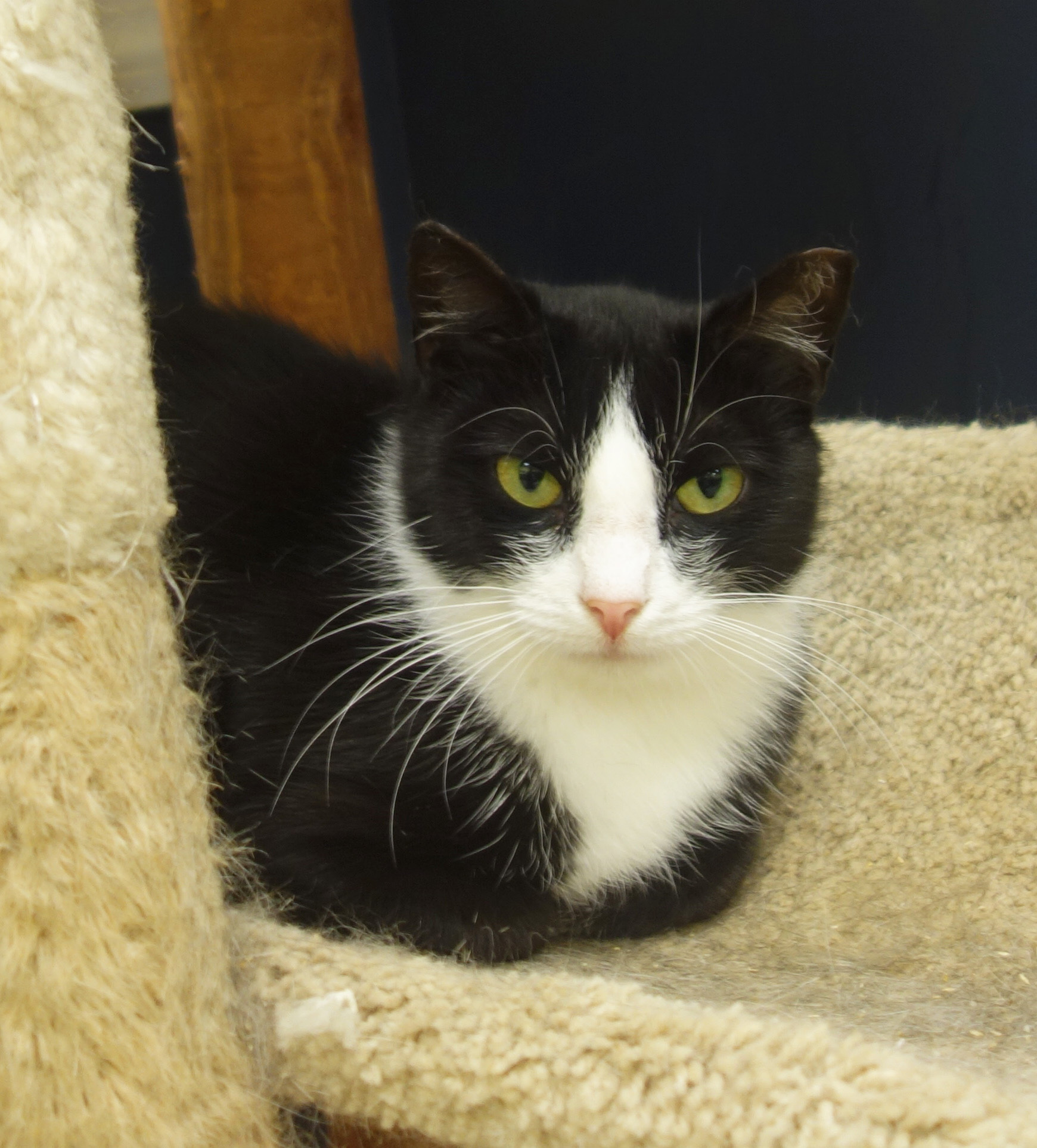 Ivory, an adoptable Domestic Short Hair in Gouldsboro, PA, 18424 | Photo Image 1