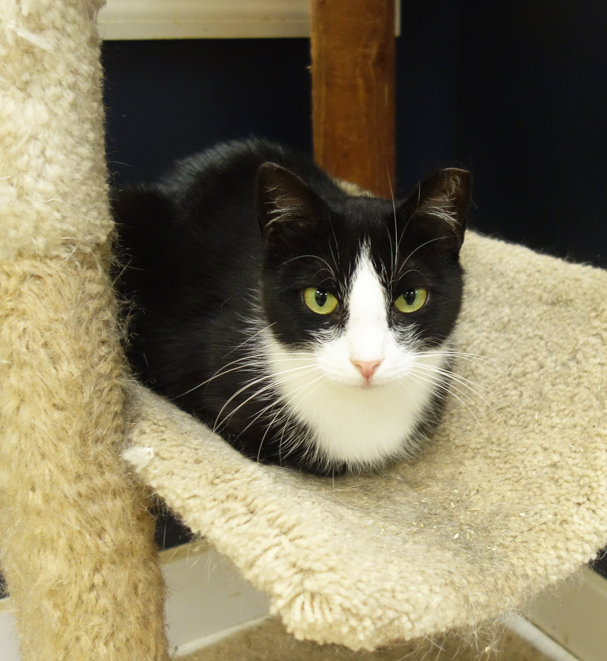 Ivory, an adoptable Domestic Short Hair in Gouldsboro, PA, 18424 | Photo Image 2